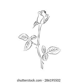 Rose sketch. Black outline on white background. Vector illustration.