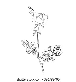 Rose sketch. Black outline on white background. Vector illustration.
