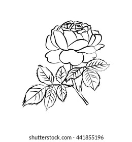 31,848 Black And White Rose Flowers Outline Images, Stock Photos ...