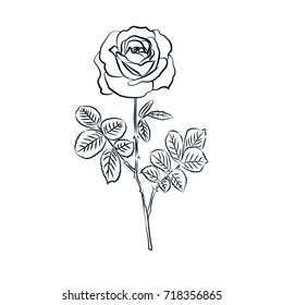 Rose sketch. Black outline on white background. Vector illustration.