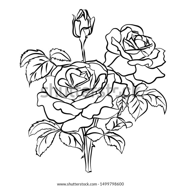 Rose Sketch Black Outline On White Stock Vector (Royalty Free ...