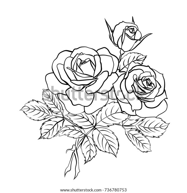 Rose Sketch Black Outline On White Stock Vector (Royalty Free) 736780753