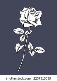 Rose sketch. Flower design element. Vector illustration. Elegant floral outline design. Monochom symbol isolated on gray background. Good for design, logo or decoration.