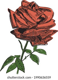 Rose Sketch. Flower Vector Hand Drawn Illustration. Botanical Illustration Sketch. Rose colorful sketch