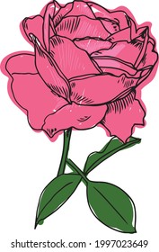 Rose Sketch. Flower Vector Hand Drawn Illustration. Botanical Illustration Sketch. Rose colorful sketch