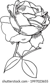 Rose Sketch. Flower Vector Hand Drawn Illustration. Botanical Illustration Sketch. Rose black ink sketch