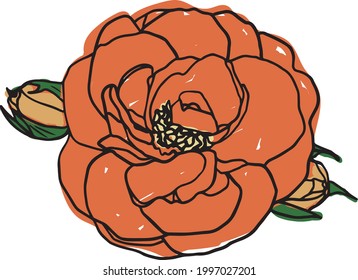 Rose Sketch. Flower Vector Hand Drawn Illustration. Botanical Illustration Sketch. Rose colorful sketch