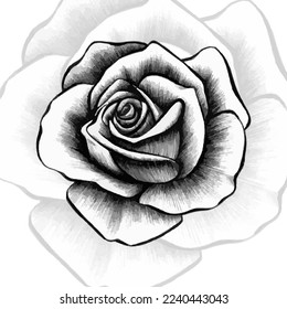 rose sketch image, black lines and white background.
