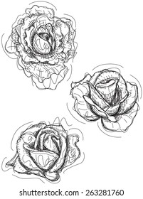 Rose sketch variations