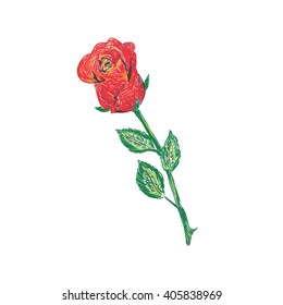 Rose sketch, vector illustration 