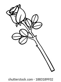 ilustración vectorial de esbozo rosa, aislado en fondo blanco, vista superior