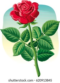 A rose with its stem and leaves.