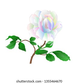 Rose stem and leaves  multicolored  on a white background vintage vector botanical illustration editable hand draw
