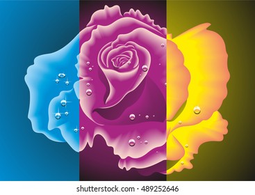 rose in three colors. vector illustration.