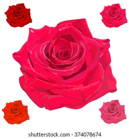 Rose  top view on white background