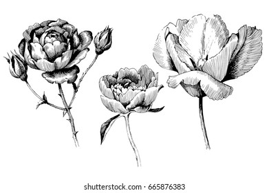 Rose, tulip and Peony hand drawn botanical art isolated on white background. Floral illustration. Flowers drawing vector illustration and line art.