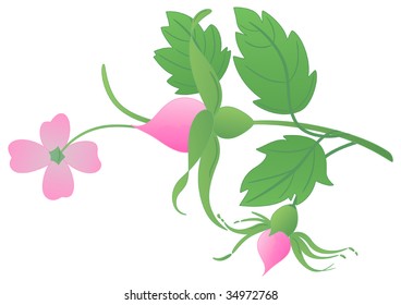 Rose twig with a flowers, buds