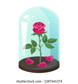 Rose under flask, glass dome. Beautiful single flower on white background