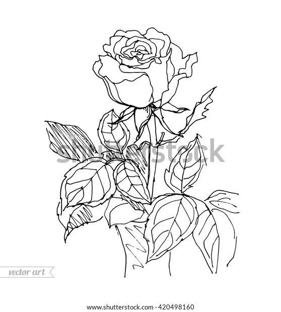 rose vase isolated rose pot vector stock vector royalty