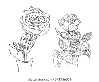 Rose in vase isolated. Vector artwork. Black and white. Coloring book pages for adults.