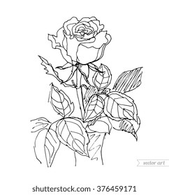 Rose in vase isolated. Vector sketch artwork. Coloring book page for adult. Love bohemia concept for wedding invitation, card, ticket, branding, boutique logo, label. Gift for young girl and women