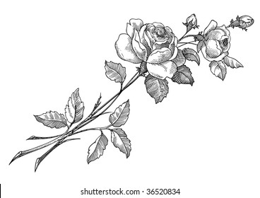 Rose vector