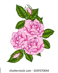 Rose vector by hand drawing.
