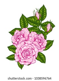 Rose vector by hand drawing.Beautiful flower on white background.Rose art highly detailed in line art style.Rosa queen elizabeth rose for wallpaper