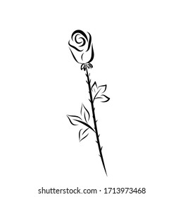 Rose vector by hand drawing.Beautiful flower on white background