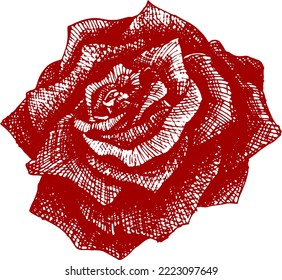 Rose Vektorgrafik, Blumengrafik. Zeichnen nach einer Tätowierung, eine Skizze in Rot. Rosebud für Dekoration