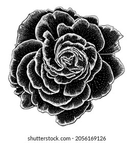 Rose vector drawing illustration in scratch style. vector isolated element on the white background