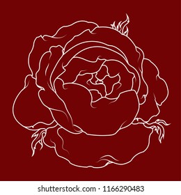 Rose vector illustration