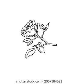 the Rose vector illustration art hand draw .