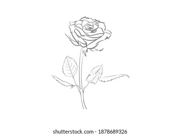 Rose vector illustration. Birthday card. Design icon, print, logo.