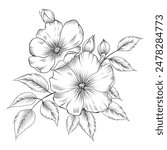 Rose vector illustration. Black and white floral vector illustration of a rose. Hand drawn line wedding herb, elegant wildflowers. Minimal line art drawing for print, cover or wallpaper