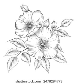 Rose vector illustration. Black and white floral vector illustration of a rose. Hand drawn line wedding herb, elegant wildflowers. Minimal line art drawing for print, cover or wallpaper