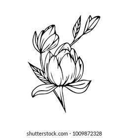 Rose vector illustration. Doodle style. Design, print, logo, decor, textile, paper.