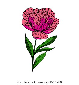 Rose vector illustration. Doodle style. Design, print, logo, decor, textile, paper.