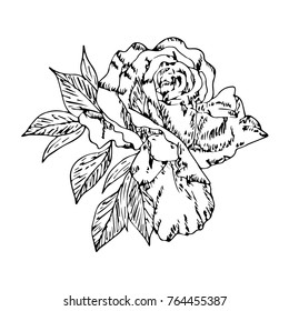 Rose vector illustration. Doodle style. Design, print, logo, decor, textile, paper