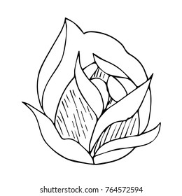 Rose vector illustration. Doodle style. Design, print, logo, decor, textile, paper