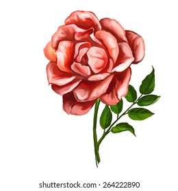 rose vector illustration  hand drawn  painted watercolor 