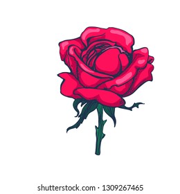 rose vector illustration isolated on white background, hand drawing