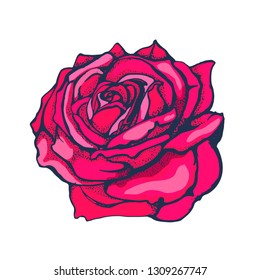 rose, vector illustration isolated on white background, hand drawing