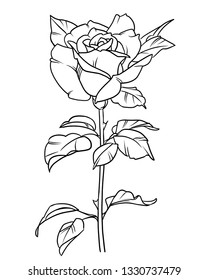 Rose vector illustration, Roses with leaves and spines, Isolated on white background