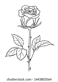 Rose vector illustration, Roses with leaves and spines, Isolated on white background