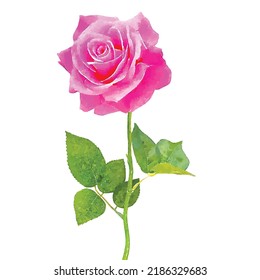 Rose Vektorgrafik. Rosen auf weißem Hintergrund. Blume handgezeichnet. Blumen Aquarell. Vintage-Bild. Grußkarte. Retro-Dekoration. Blossom Clip-Art für Logo, Grußkarten und Design.