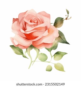 Rose vector illustration watercolor style. Elegant rose of pastel colors floral chic vintage illustration.