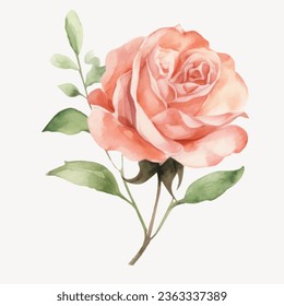 Rose vector illustration in watercolor style. Elegant rose of pastel colors floral chic vintage illustration.