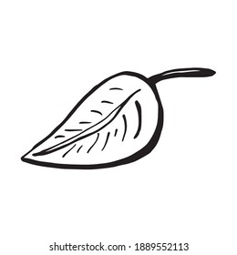 Rose vector leaves. Hand-drawn vector illustration. Isolated black and white vector sketch. 