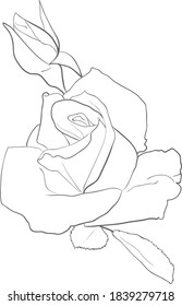 rose in vector line art. hand draw illustration